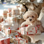 BunnyBuddy Plüsch Nico Roboterwelpe Box mit Geschenk und Roboterwelpe innen www.middo.nl