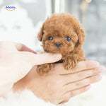 BunnyBuddy Plüsch, gemütliches kleines, flauschiges Kaninchen für alle Altersgruppen www.middo.de