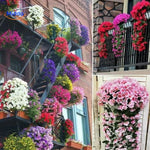 Bunte Orchideen an Treppenhaus, Balkon und Wand