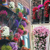 Bunte Orchideen an Treppenhaus, Balkon und Wand