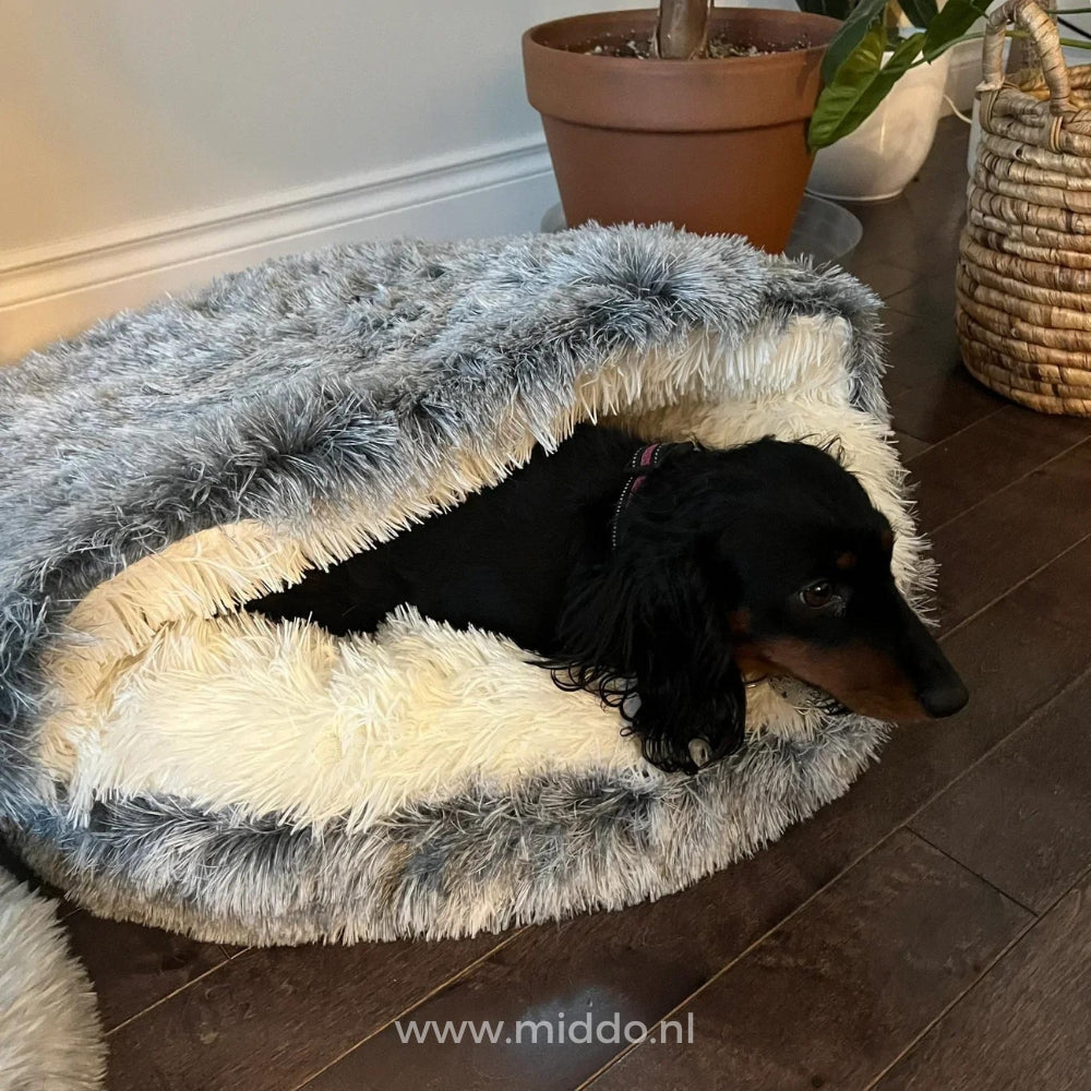 Hund im gemütlichen und komfortablen Haustierbett SoftSnuggle