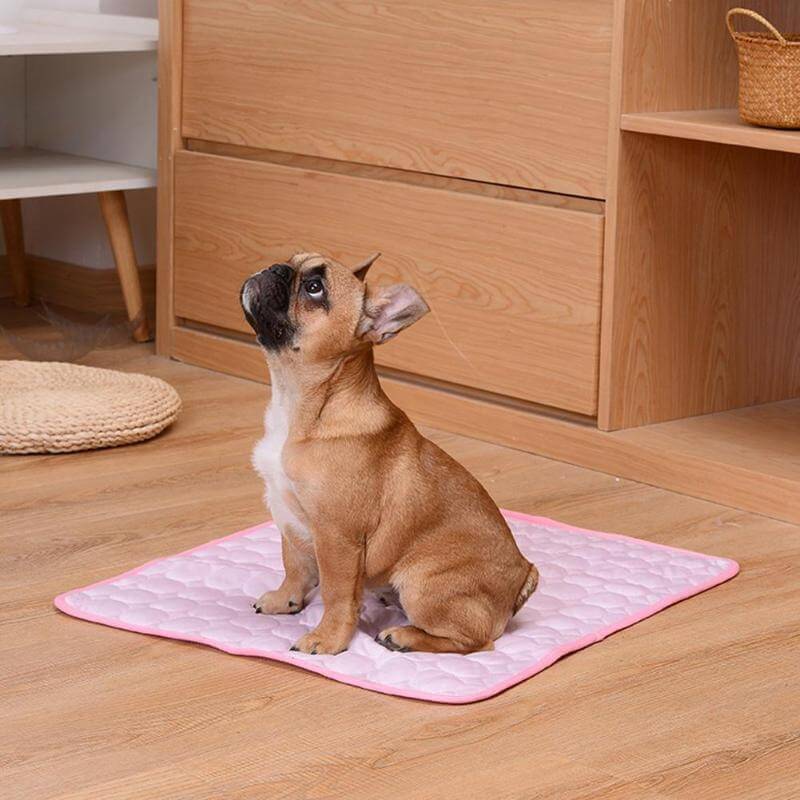Kleiner brauner Hund sitzt auf der rosa Coolmatte und die Matte liegt auf dem Boden.