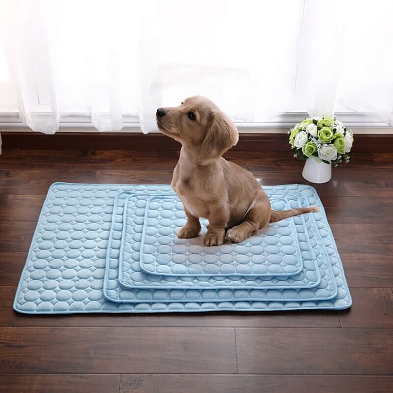 Kleine braune Hunde sitzen auf allen Größen der blauen Coolmat.