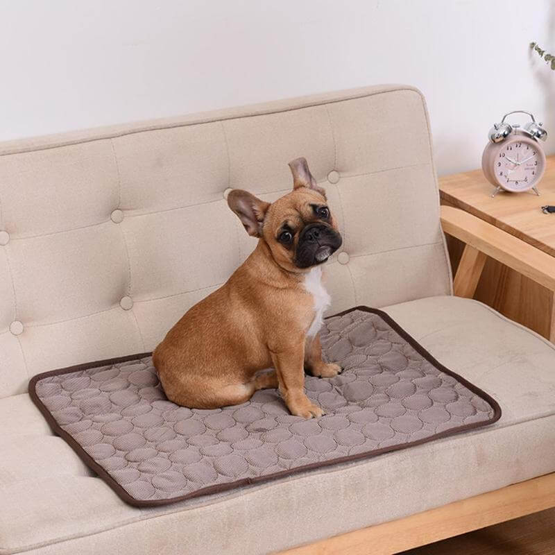 Kleine braune Hund sitzt auf der braunen Coolmat, die auf einem Sofa liegt.