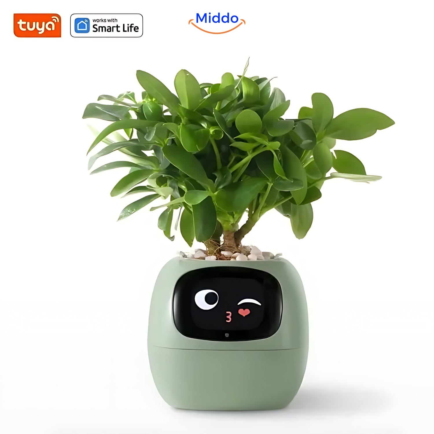 Grüner Happy Ivy Blumentopf von Middo.nl