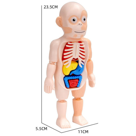 Spielzeug Anatomie-Puppe mit sichtbaren Organen und Abmessungen