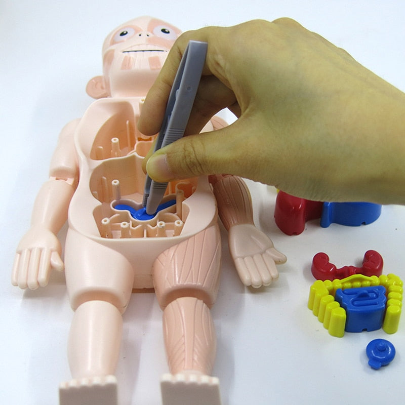 Hand platziert blauen Organ in der offenen Anatomie Spielpuppe.