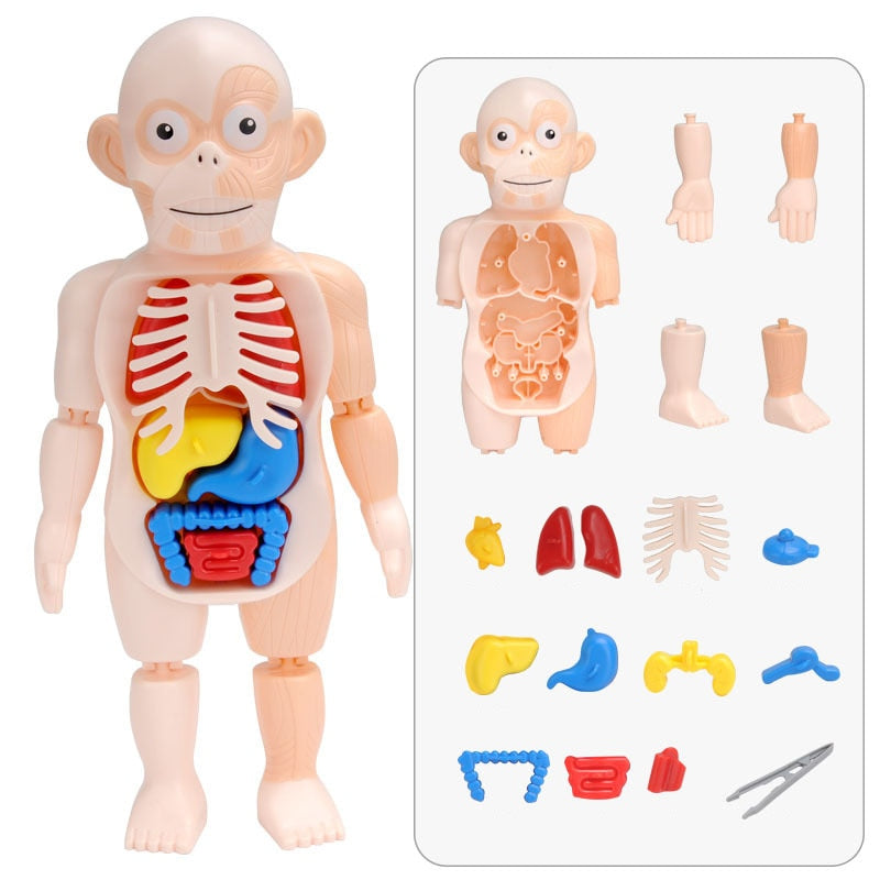 Vollständiges Set von Teilen der Anatomie Spielpuppe