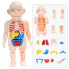 Vollständiges Set von Teilen der Anatomie Spielpuppe