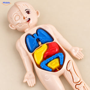 Anatomie-Spielset für Kinder
