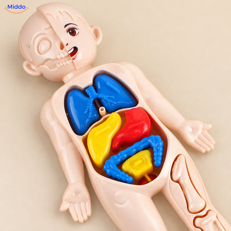 Anatomie-Spielset für Kinder