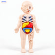Anatomie-Spielset für Kinder