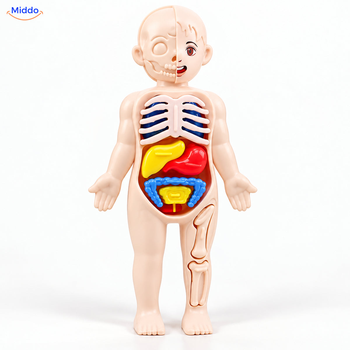 Anatomie-Spielset für Kinder