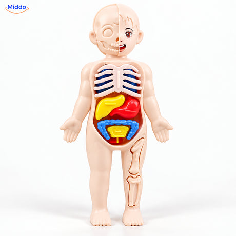 Anatomie-Spielset für Kinder