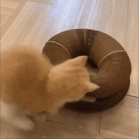 Der Katzenscratcher – Ansicht 1