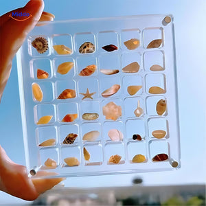 DisplayCase™ | Die Ultimative Ausstellungslösung für Muscheln und mehr
