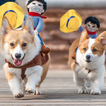 Corgi-Hunde in Cowboykostümen, die mit Puppen auf ihrem Rücken rennen.