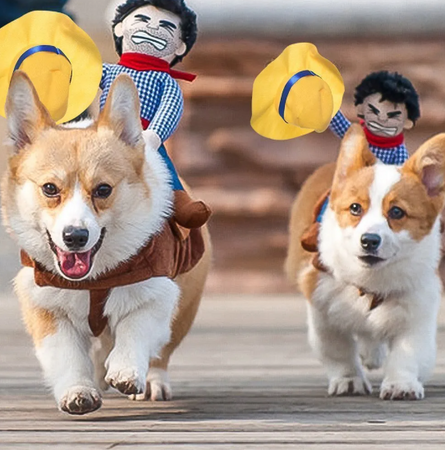 Corgi-Hunde in Cowboykostümen, die mit Puppen auf ihrem Rücken rennen.