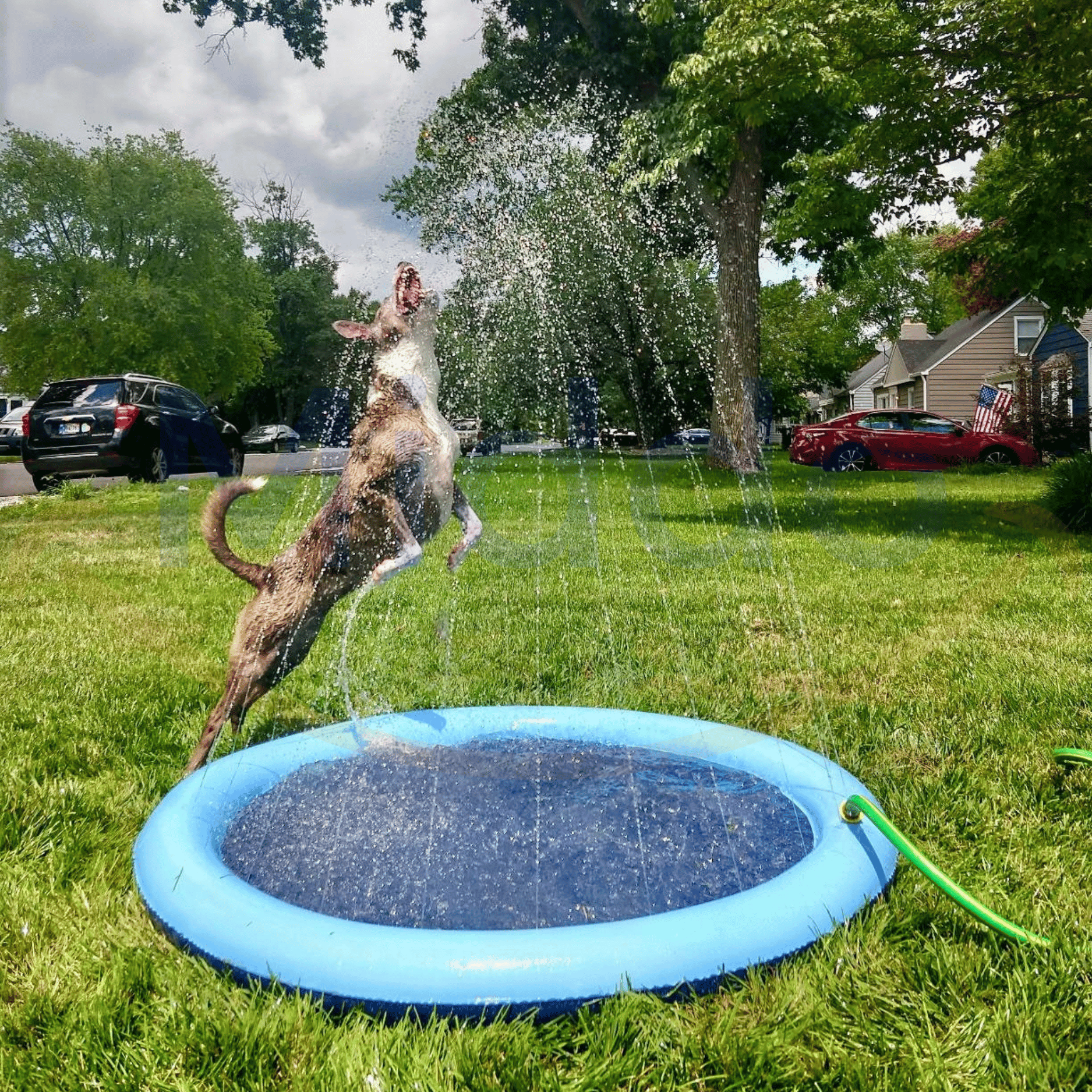 Hund springt durch den Brunnen auf einer blauen Wassermatte.
