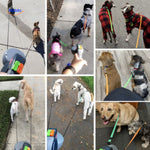 wandern mit mehreren Hunden einziehbare Leine Collage