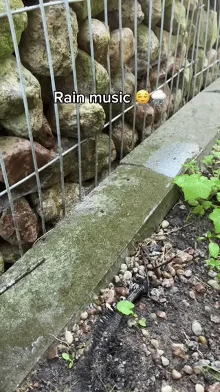 ZenTone Regenmusik Erlebnis Outdoor-Szene